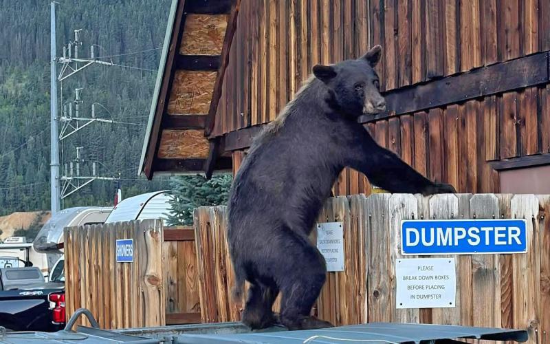 Bear trys to get into local campground dumpster.