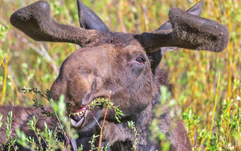 Bull moose eating alongside the road near Silverton Photo Credit Wesley Berg