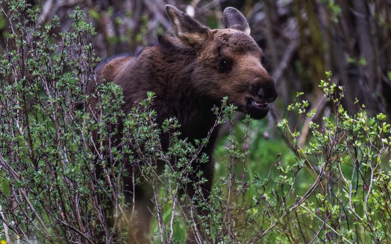 Photo by Wesley Berg The happy healthy male calf