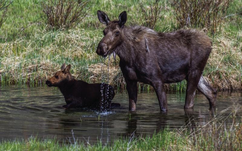 A young female calf born around the first of June. She was quick to take to the water when her mother decided to feed on some aquatic plants in a nearby pond. Photo by Wesley Berg
