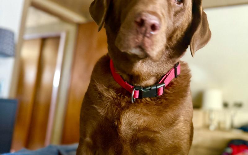 Silverton Standard intern Ruger Dog wasn’t thrilled when she was asked to work on a Sunday. She was skeptical at best photo by DeAnne Gallegos