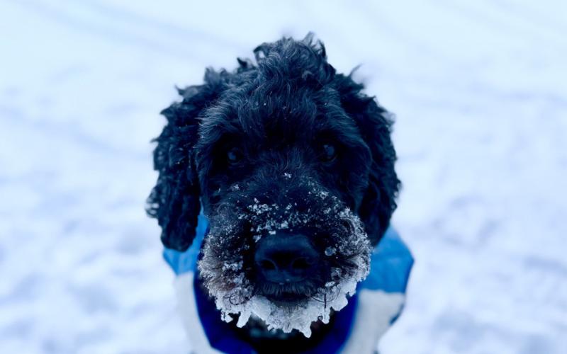 Ol Silverton Dog COZY needs a puffy coat during the cold snap last week and grew an ice cycle beard photo by DeAnne Gallegos