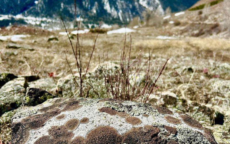 At least three different species of lichen have colonized this boulder Photo by Mary Grizzard