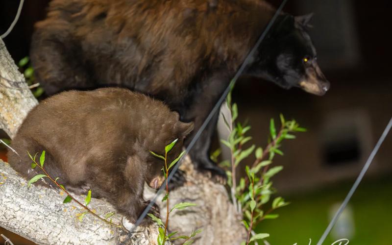 The Mama Bear with one of her cubs. Photo credit Wesley Berg