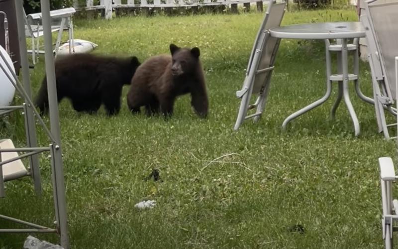 Mama Bears cubs in yard on August 28th. Photo credit Cherie Naffzinger