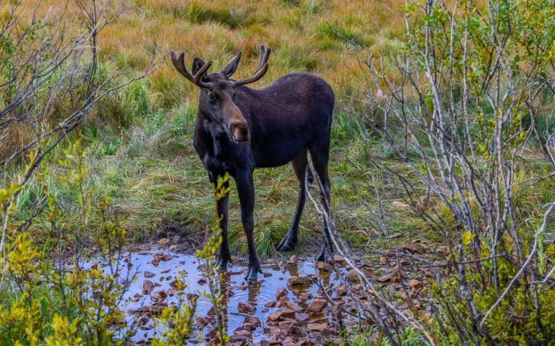 A moose near the Artist Cabin along Highway 550 where parking lot will go. Photo credit Wesley Berg