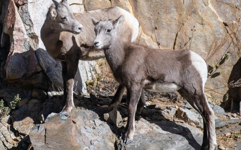 Two young bighorns standing together on a ledge in the middle of a cliff band. Photo credit Wesley Berg