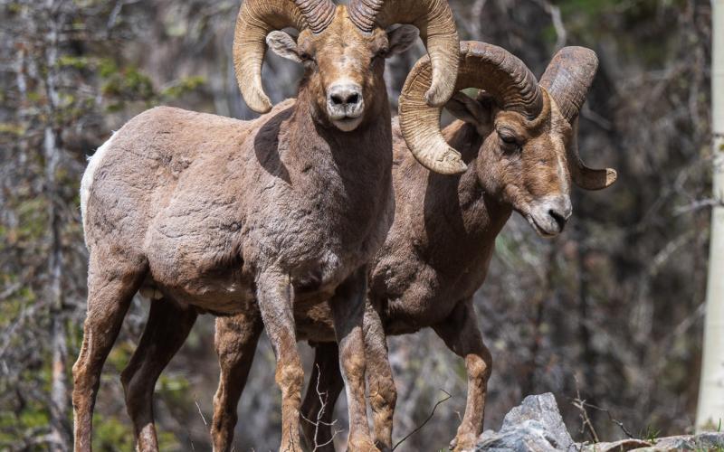 Two adult rams standing above a small cliff band south of Coal Bank Pass. Photo credit Wesley Berg