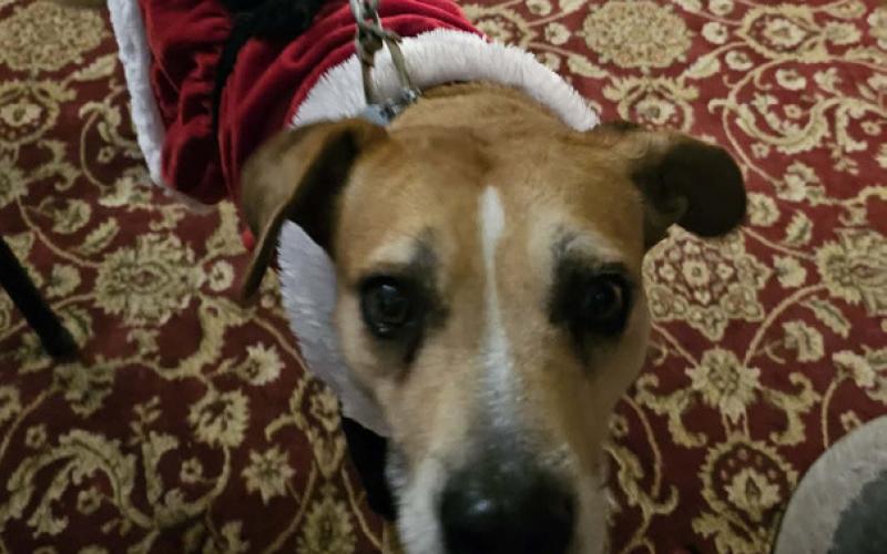 A Silverton dog dressed up in the Christmas best for the Bazaar photo by Haley Jones