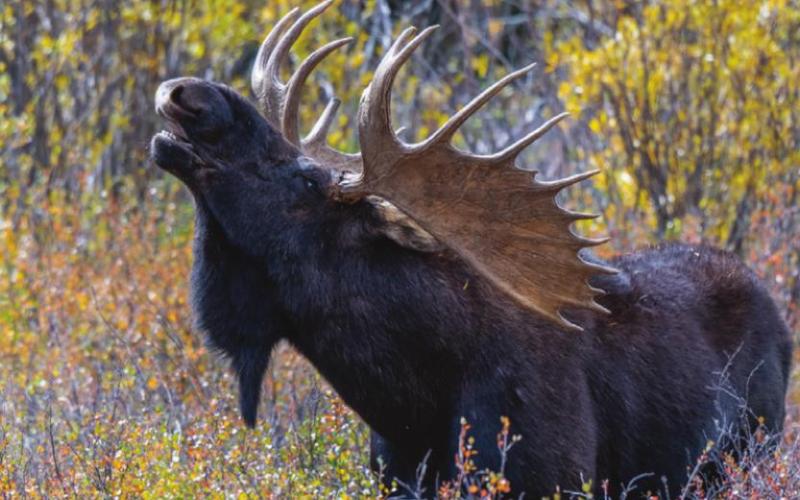The largest, most dominant bull moose in the area he is hard to miss, but he only shows up during the rutting season in September. Photo Credit Wes Berg