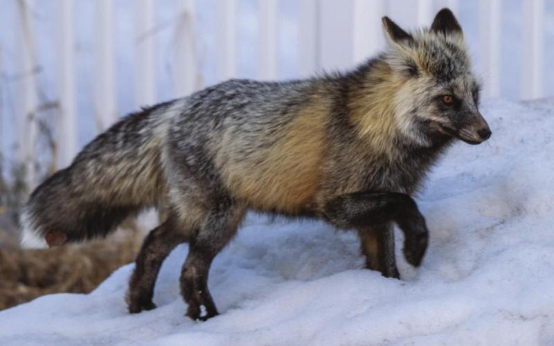Local town fox. Photo Credit Wesley Berg