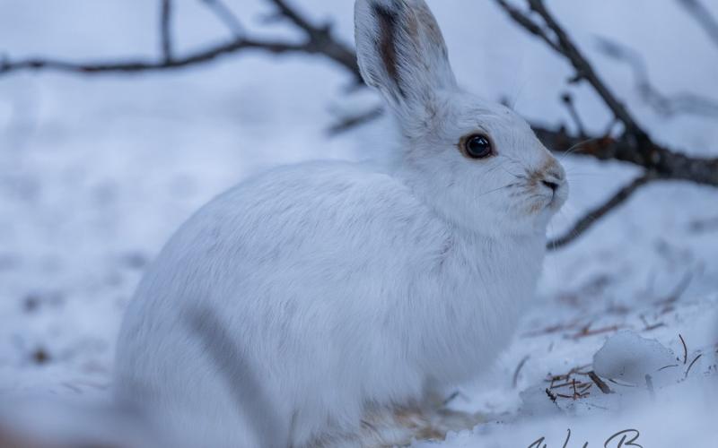 Photo credit Wesley Berg a snowshoe hare with its white winter coat.