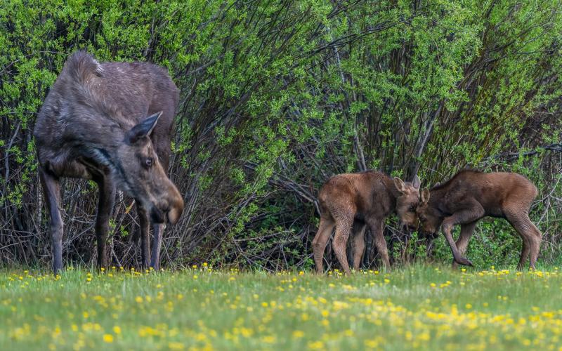 Mom watches as her two baby bull calves attempt to spar (June 8, 2025). Photo credit Wesley Berg