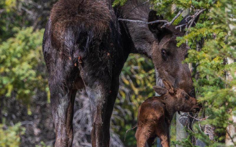 A 1-day-old moose calf with his mother (May 2021). Photo credit Wesley Berg