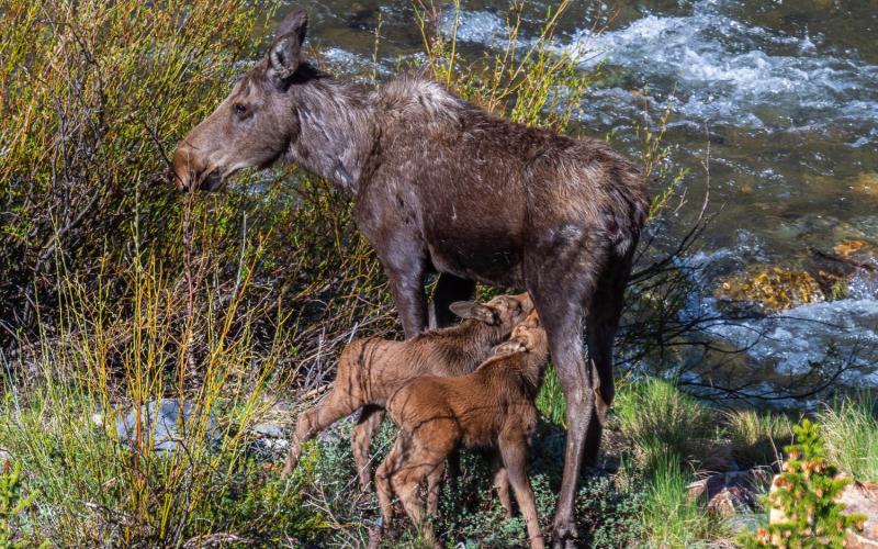Twins moose calves nursing (June 8, 2025). Photo credit Wesley Berg