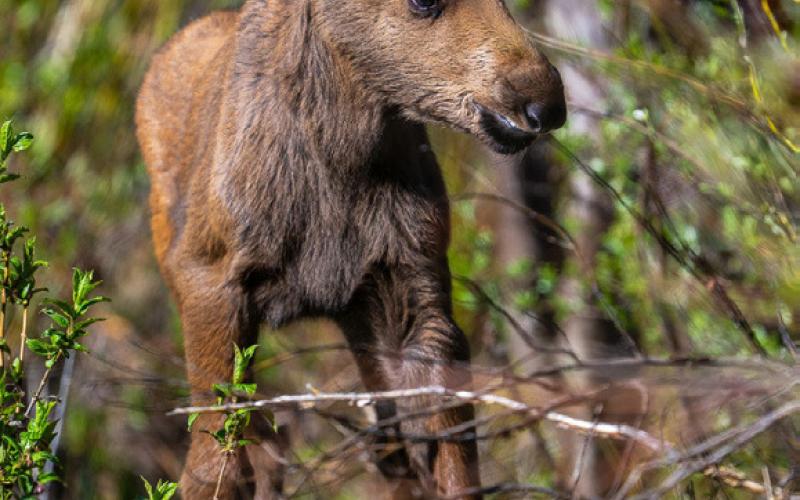 One of the young twins among the willows (June 8, 2025). Photo credit Wesley Berg