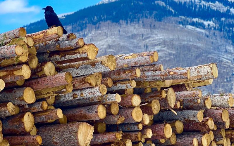 Winter has been cold in Silverton but not much snow as of yet, a raven sits on pile of logs waiting to be cut up for local firewood last Tuesday. Photo credit DeAnne Gallegos