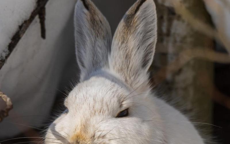 Snowshoe Hare. Photo Credit Wesley Berg