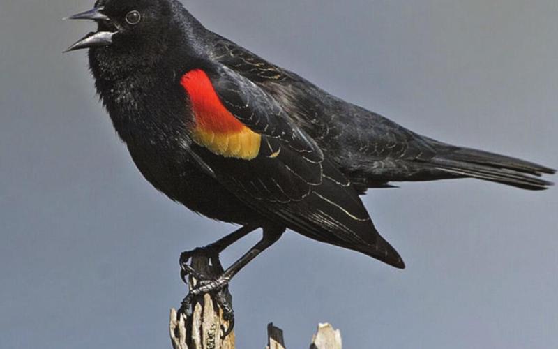 Red winged black bird. Photo Credit - bird watchers digest