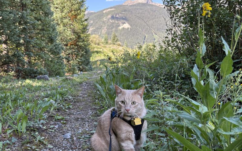 Kendall exploring the Kendall Mountain trail July 21. On July 20th, he celebrated two years of being rescued Photo by Melanie Bergolc