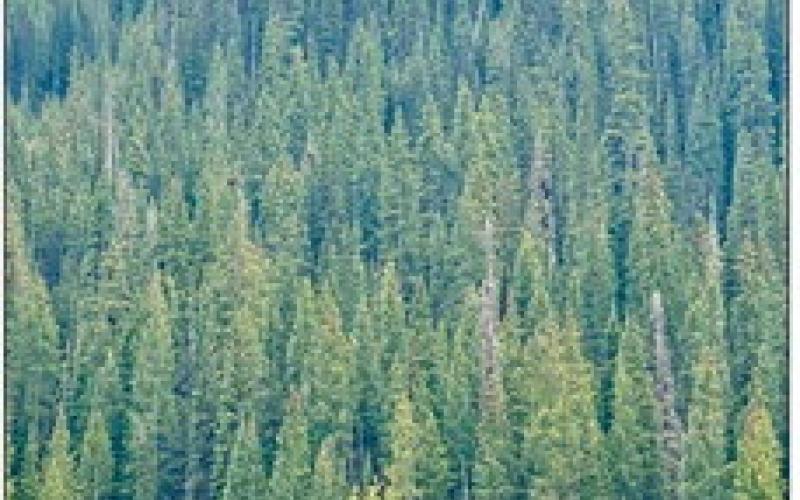 See the moose at the base of the mountain? photo by Nick Giuliani