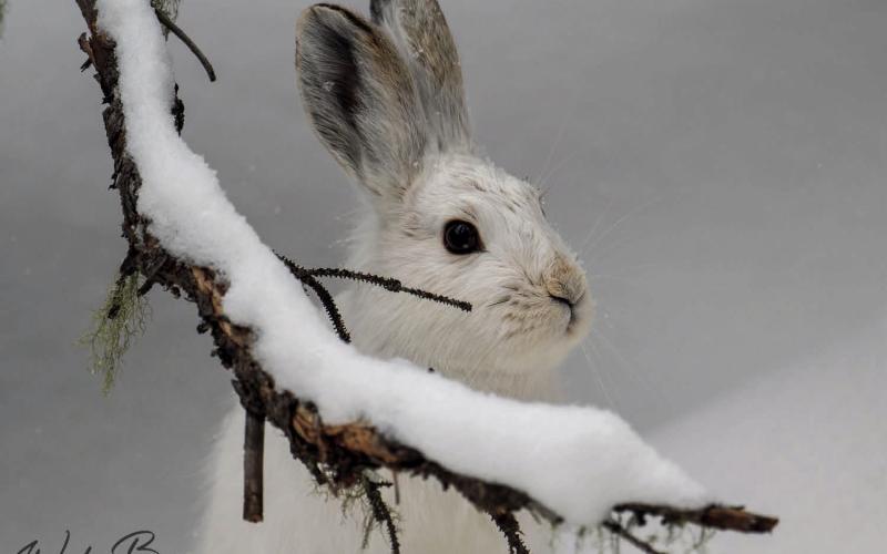 Photo credit Wesley Berg The Snowshoe Hare population is up this winter, so can we expect to see more lynx in 2024?