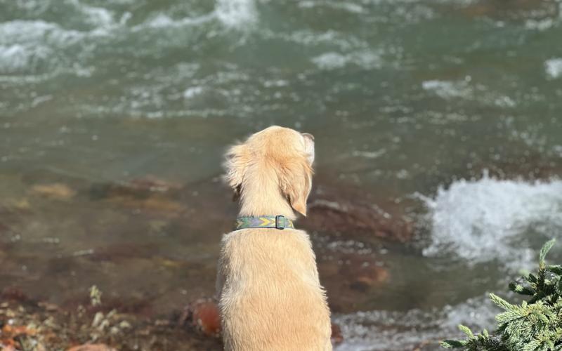 Silverton Dog Toots Izard-Mead reflects sitting next to Animas River on missing her three human siblings who are all at summer camps. Photo credit DeAnne Gallegos