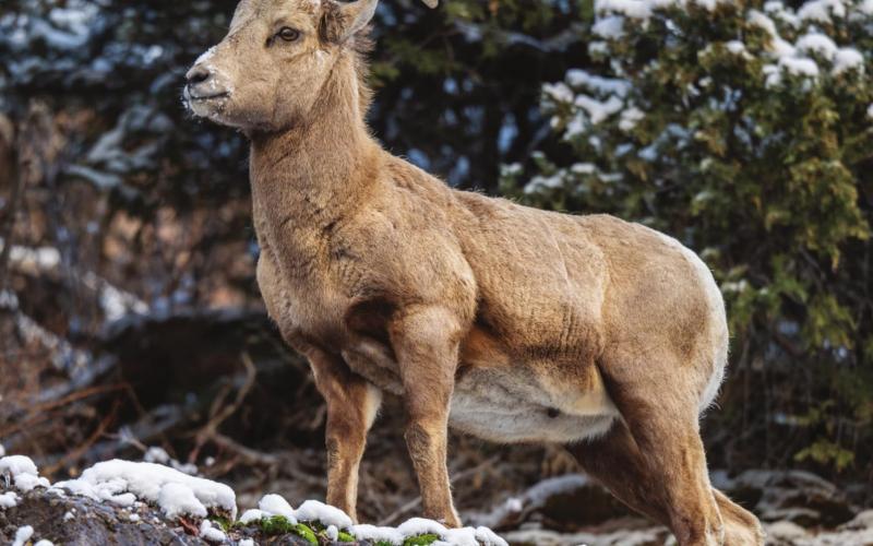Bighorn Sheep