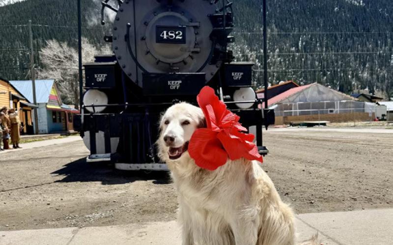 Silverton Dog Lily Darr enjoyed the first day of train photo by Joe Darr
