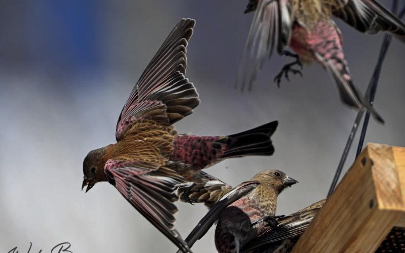 Rosy Finches and other birds visiting the feeder. Photo credit Wesley Berg