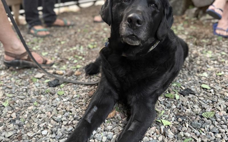Photo by DeAnne Gallegos Ol Silverton Dog Jett Stream who belongs to Deborah &amp; George Roberts hangs out with all the locals in the Wyman Courtyard on Thursday evening enjoying the good vibes. Jet Stream turned 13 years young in June.