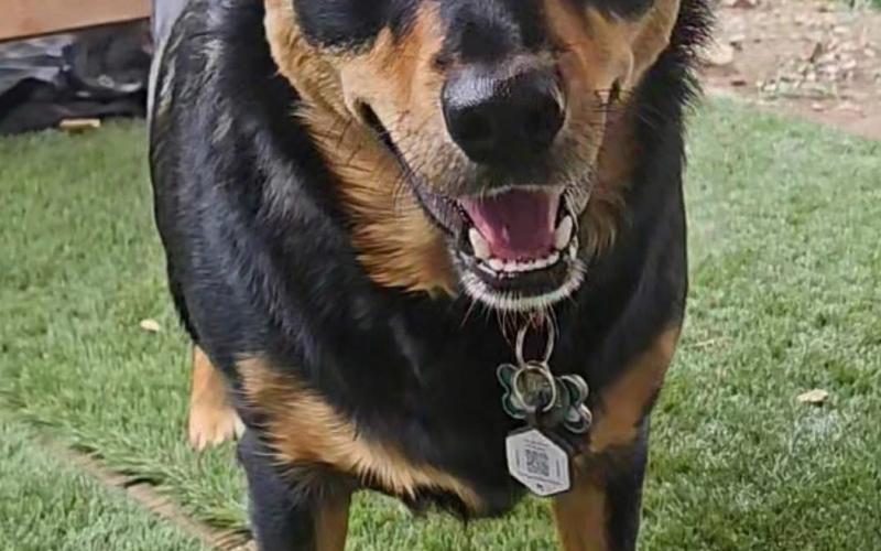 Photo by DeAnne Gallegos Silverton Local dog Piney Sams has a new job in town, the Alpine Tavern spokesmodel.