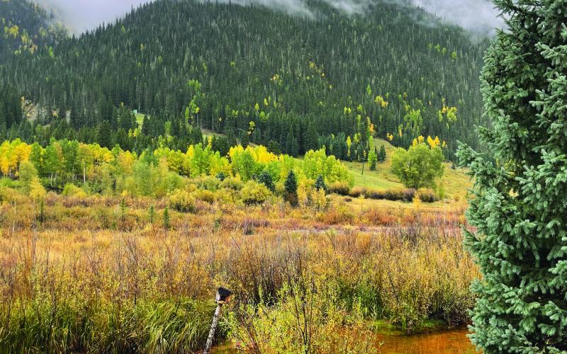 An example of one of the many pockets of wetlands around Silverton Photo by Katey Fetch