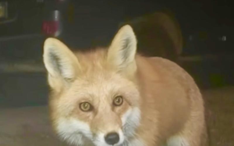 Photo by Jimmy Keene A small local fox visits that Keene household most evenings.