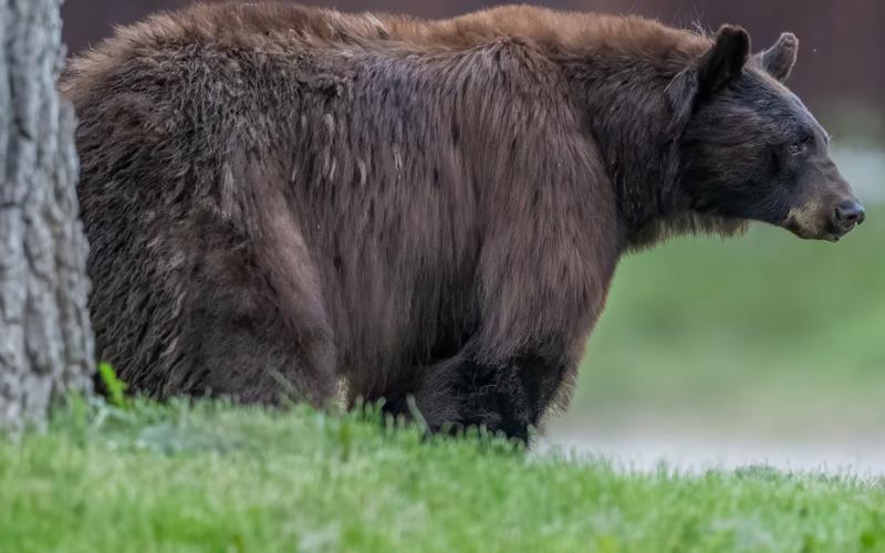 Photo credit Wesley Berg Don’t feed the bears! A fed bear is a dead bear.