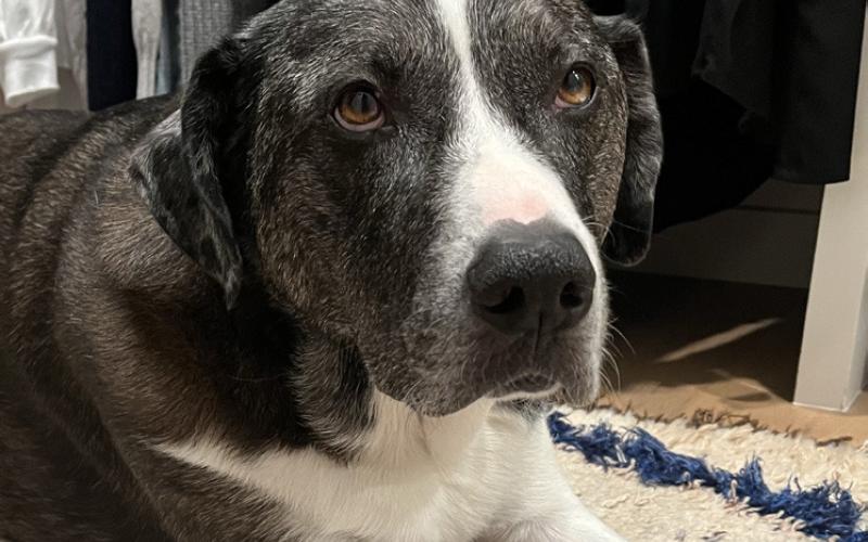 Pet Obituaries