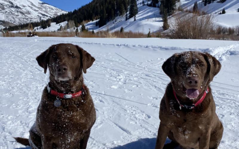 Diesel Dog and her little sister Ruger have been enjoying the Silverton Winter on the groomed trails. Photo credit DeAnne Gallegos