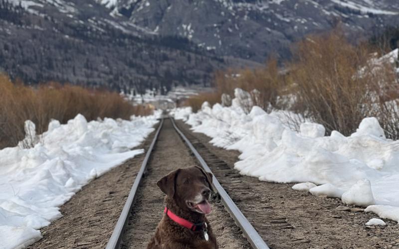 Photo credit DeAnne Gallegos Silverton local dog Diesel turns 13 years old.