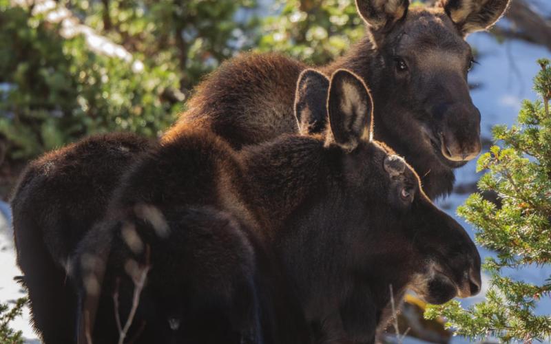 The moose twins made a holiday appearance. Photo Credit Wes Berg