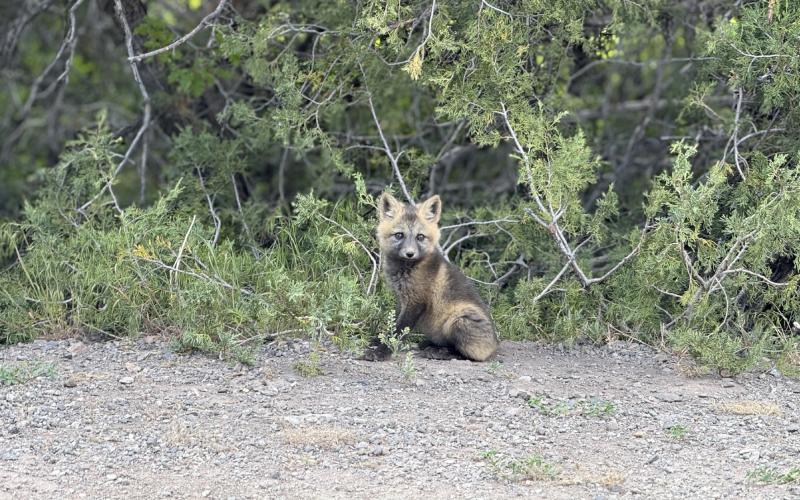 A fox kit, spring is the season for wildlife babies! Photo credit Adam Andrade