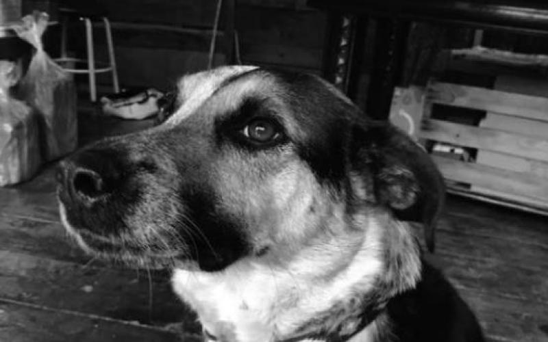 Yahzi, pictured here, is not an artist but has a favorite--Silverton potter Audrey Clark. He is happy to let everyone know that Audrey will soon be making dog bowls. Audrey says, “My favorite artist is Audrey Kawasaki. She paints beautiful Japanese oil paintings on wood panels. My favorite potter is Florian Gatsby.”