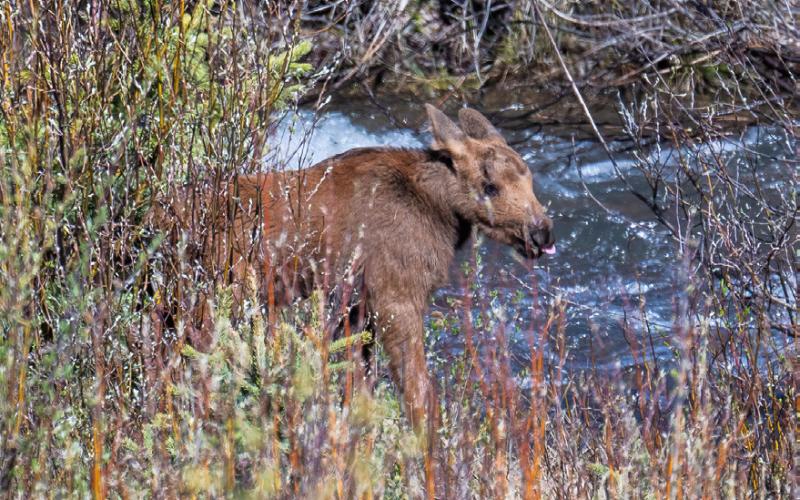 Fred, the newest residents of the San Juan Mountains. Photo credit Wesley Berg
