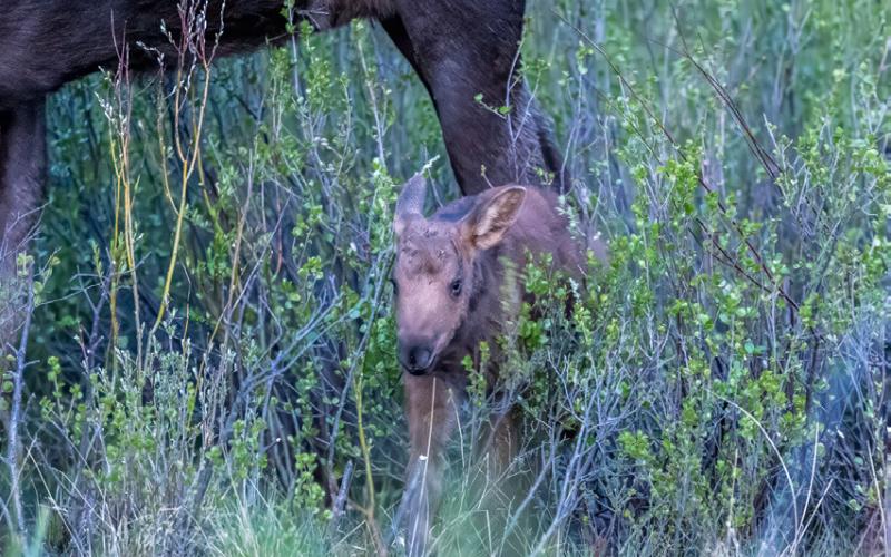 Fred’s mother keeps him well hidden. Photo credit Wesley Berg