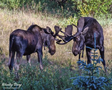 Two large bull moose facing off in mock combat in the San Juan Mountains Photo Credit Wesley Berg