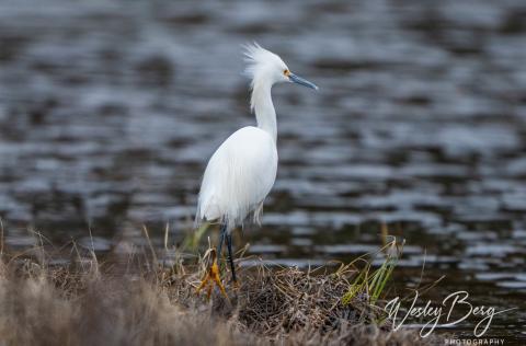 A rare visit by a Snowy Egret in Silverton. Photo credit Wesley Berg