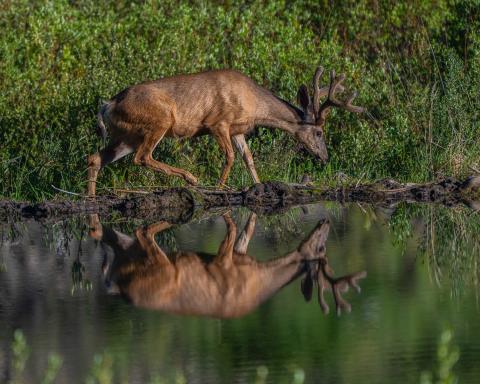 A buck walking along a beaver pond July 11, 2023. Photo credit Wesley Berg