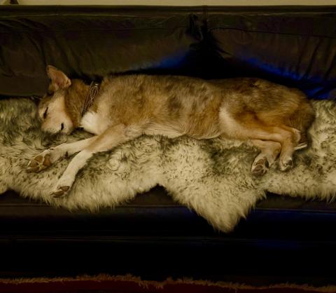 A new Silverton dog resident, Rigby Goranson, aka “Rig Beans, Big Rig, Riggles, or Wibs,” enjoys her newly built home in Silverton during the cold snap by lying on her sheepskin. It’s a dog’s life for sure around here Photo by DeAnne Gallegos