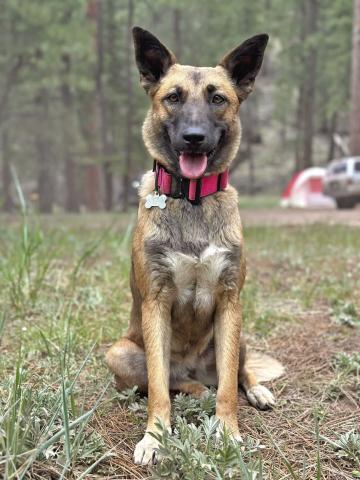 Konni the missing and now found dog. Photo credit Lowrey Family