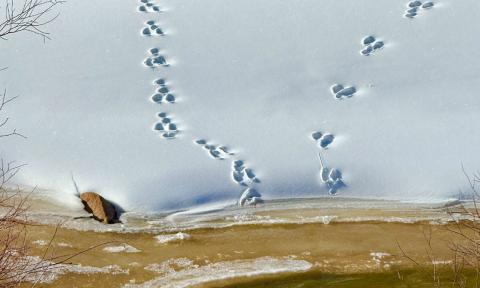 Fresh moose tracks could be seen along the Animas River right on the edge of town photo by DeAnne Gallegos