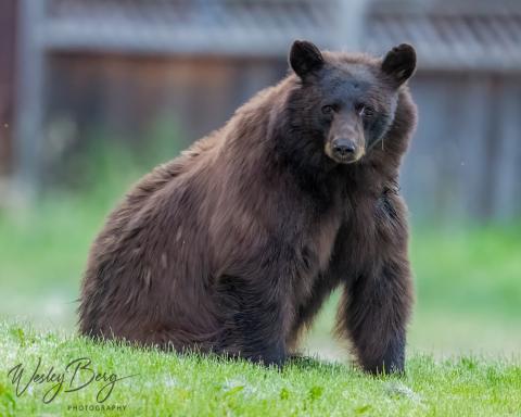 A bear outside of the Miner’s Hospital in Silverton (please be bear aware!).